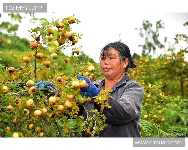 刺梨足球型的魅力与发展潜力探讨及其对地方经济的推动作用
